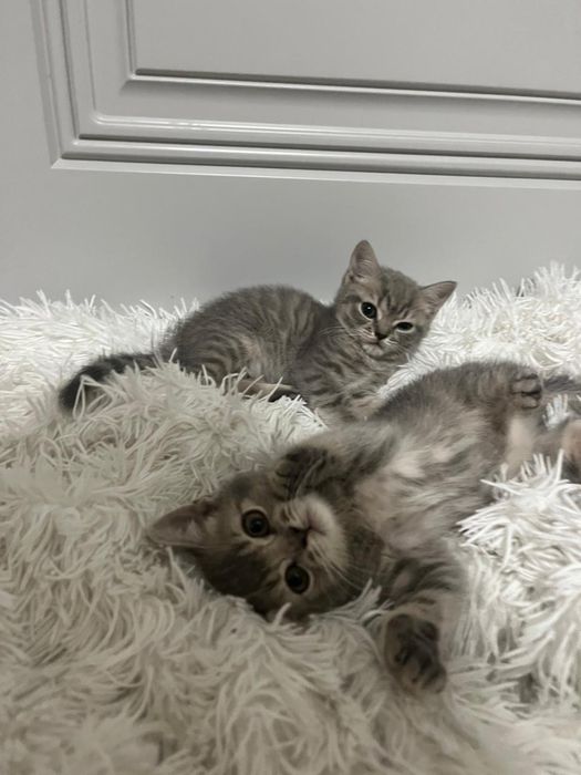 Котята чистокровные