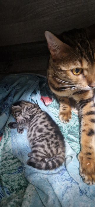Котята Бенгальские