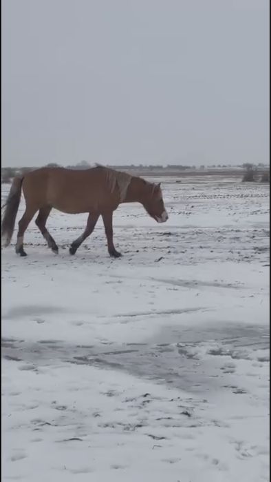 Айғыр сатылады , продам лошадь