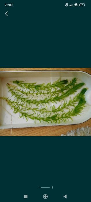 Planta de acvariu Egeria Densa