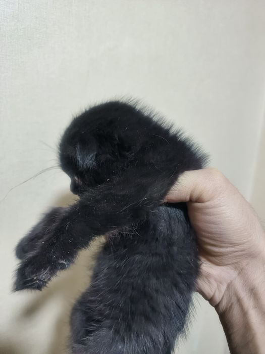 Mushuk bepul beriladi