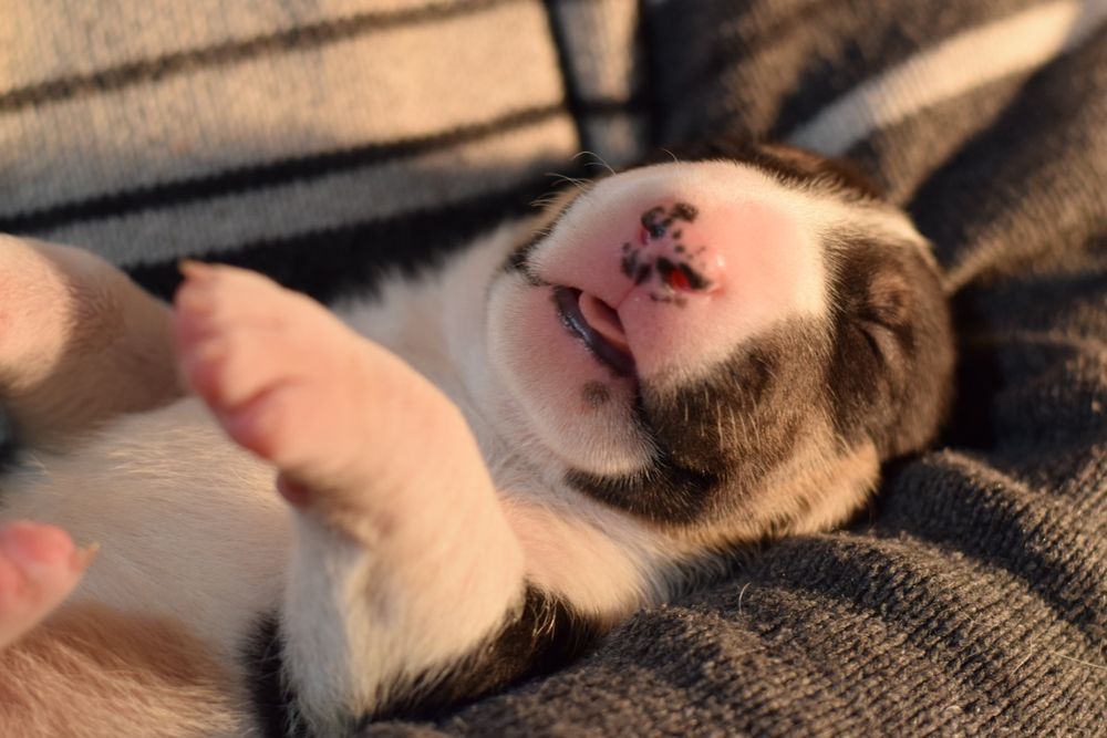 Bull terrieri cu pedigree, canisa ASPAQAL, rezultate f bune în expo