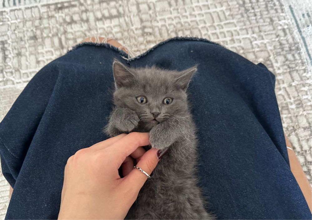 котята 2 мес в добрые руки