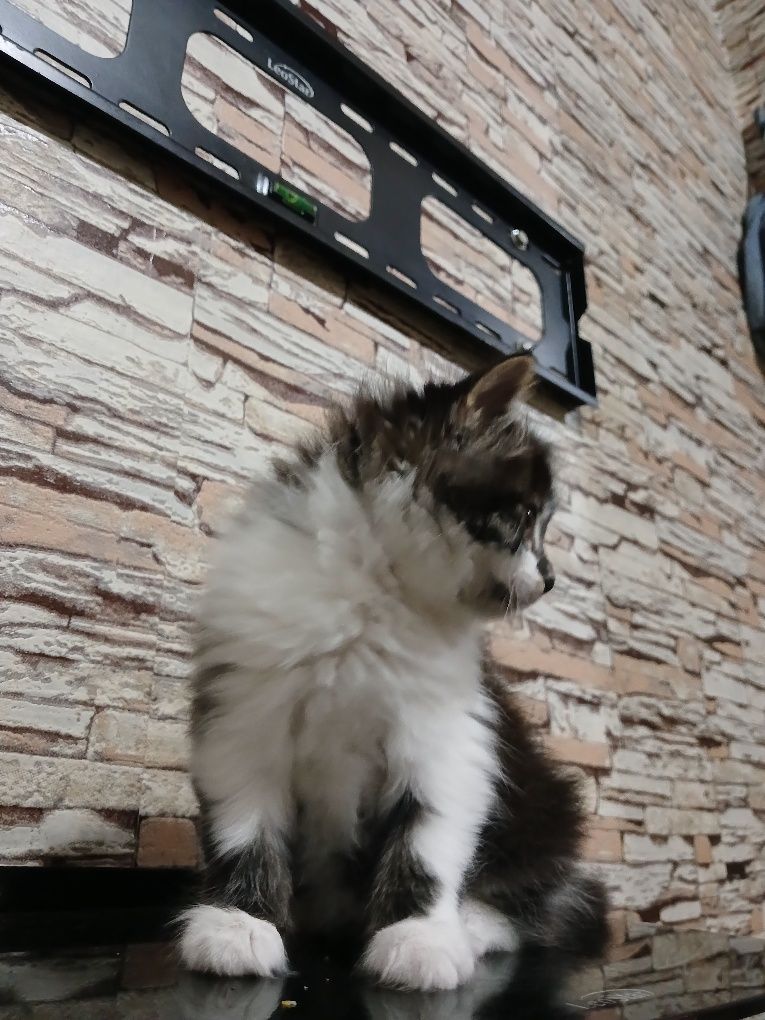 Mushuk italaniskiy