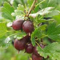 Agris rosu (Ribes uva-crispa Hinnonmaki Rod)