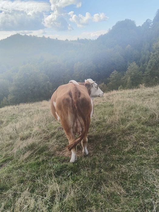 Vînd vacã cu vitea