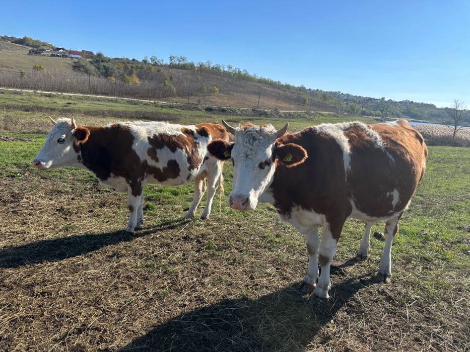 Vaci, bălțată, viței, tauri