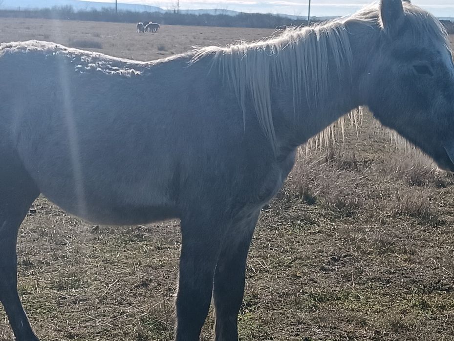 Vând sau schimb mânz metis de lipițan cu frizian aștept oferte