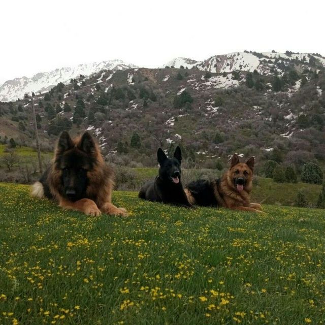 Щенки немецкий и восточной овчарки.