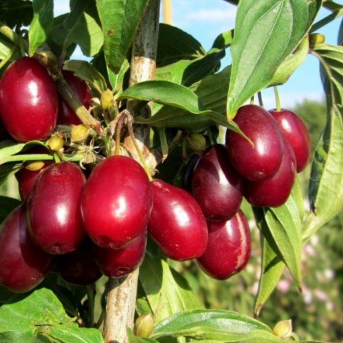 Arbusti fructiferi (Cornus Mas  )