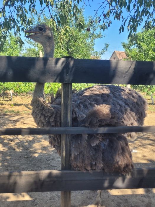 De vânzare o femele de struț