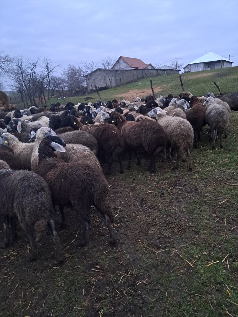 Oi de vanzare 1000 lei bucata