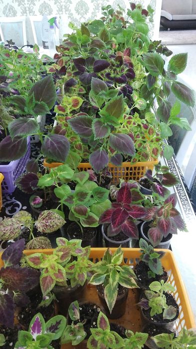 Колеусы разных расцветок, алоэ, катарантус, фикусы 2 вида