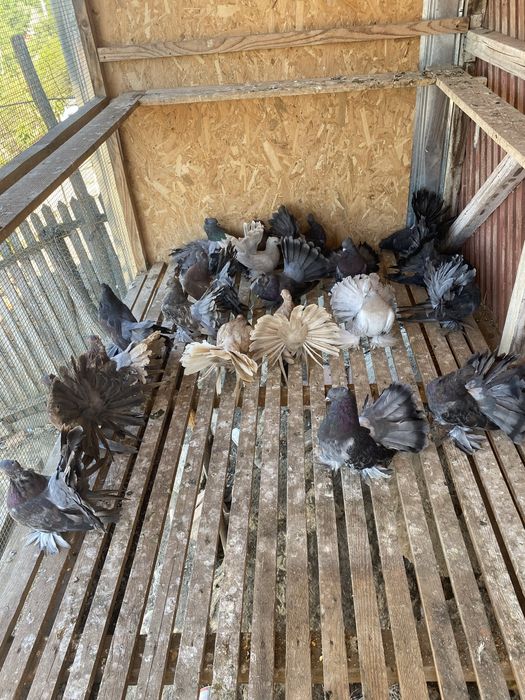 De vanzare porumbei indieni