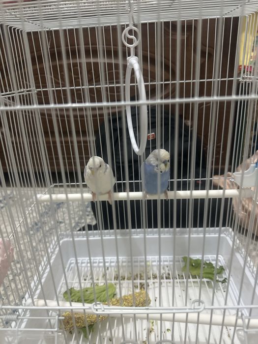 Продам попугай волнистый