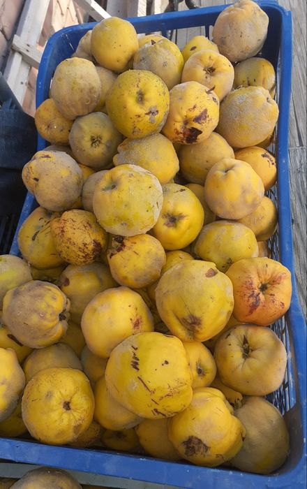 Продаю айву  домашнюю ароматную.  Средняя и мелкая на варенье