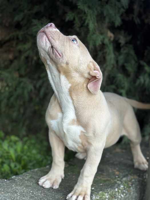 Американско були покет