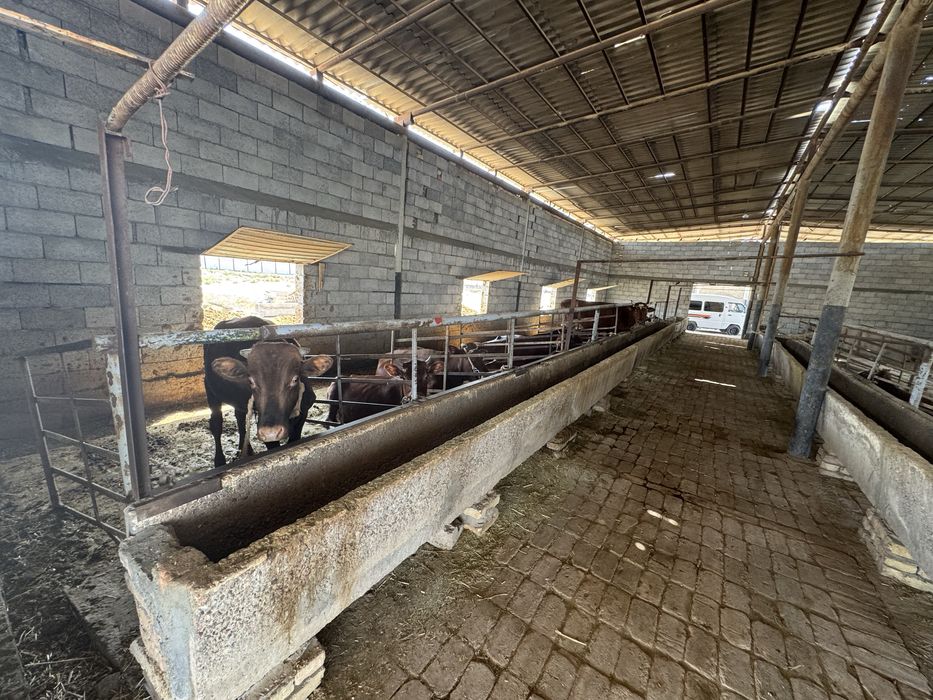 2 gektar Yer sotiladi. Qurilishi bilan rasmda ko’rishingiz mumkin.