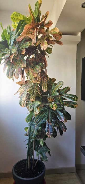 Planta de interior - Croton Codiaeum Variegatum Petra