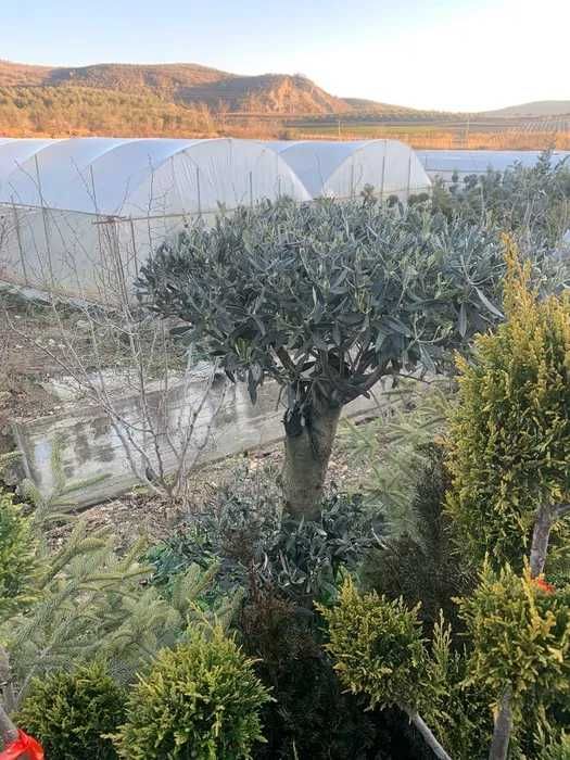 Măslin Olea European de vanzare