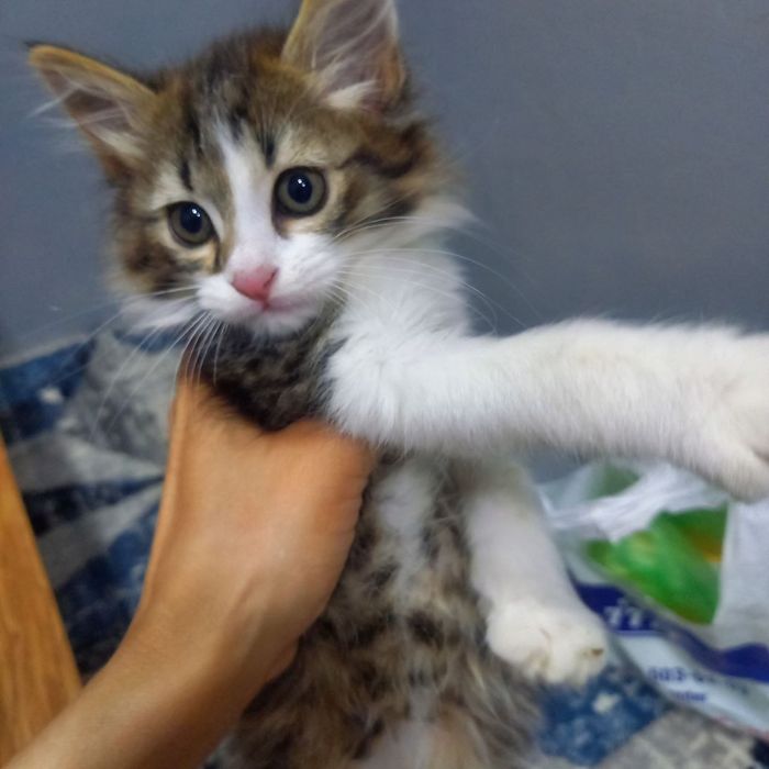 Продаётся котёнок мальчик