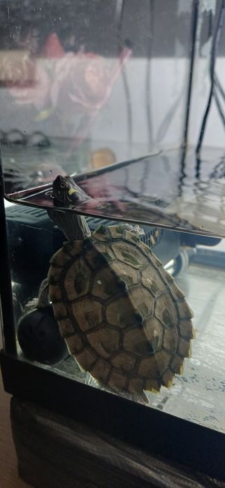 Broscuțe țestoase de apa