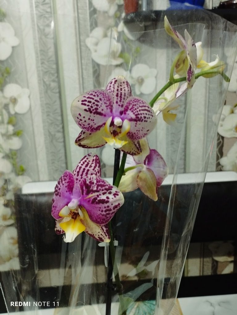 Орхидеи!!! Орхидеи