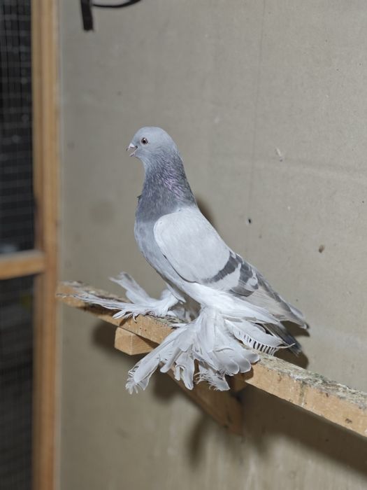 Kaptar kabutar golubi golubey uddi