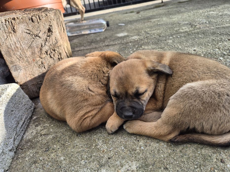 Se oferă spre adopție-metis amstaff