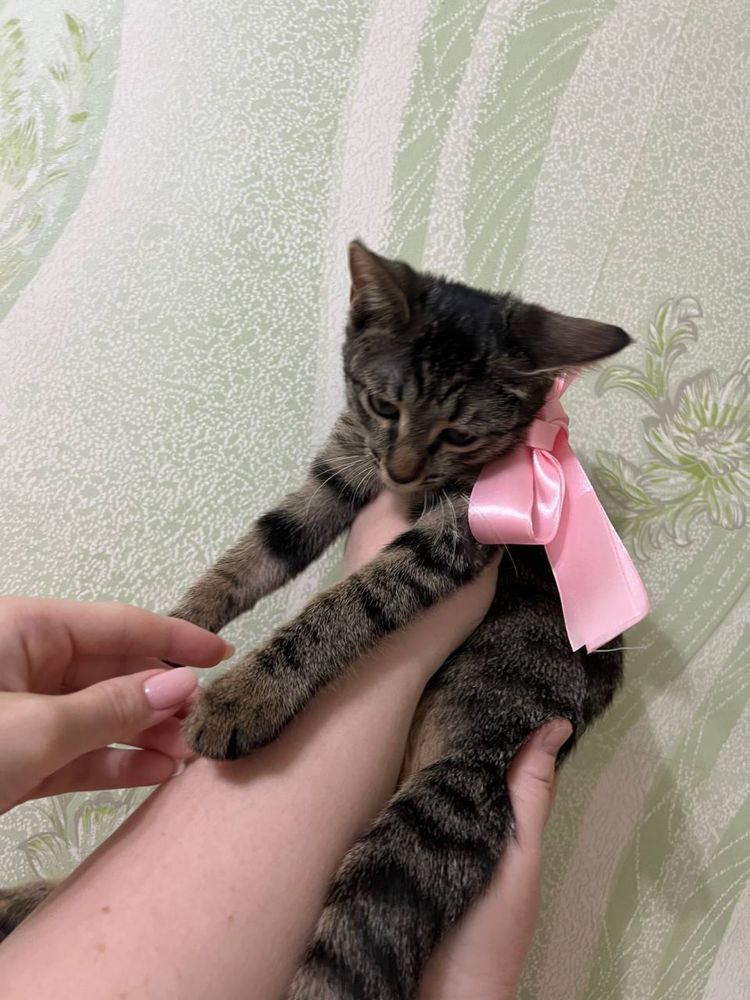 Ласковая тигрица ищет семью!
