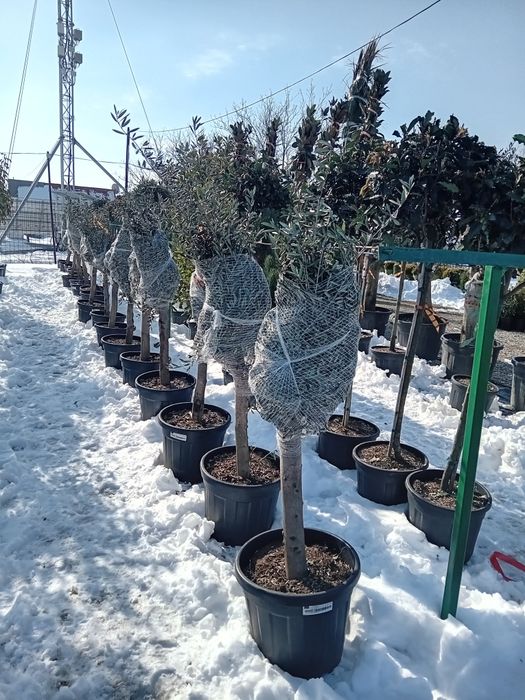 Plante ornamentale direct din pepeniera