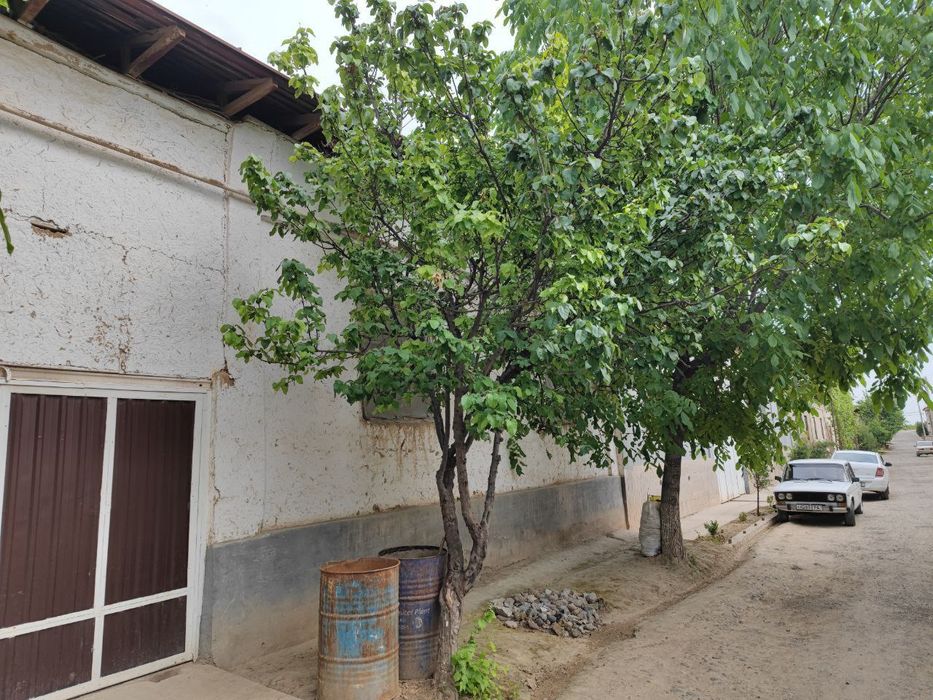 Срочна срочна сотаман Нарх келишамиз. Узимизники