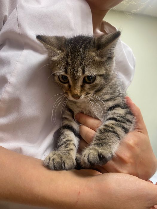 Котенце  момиче 1,5-2 мес.