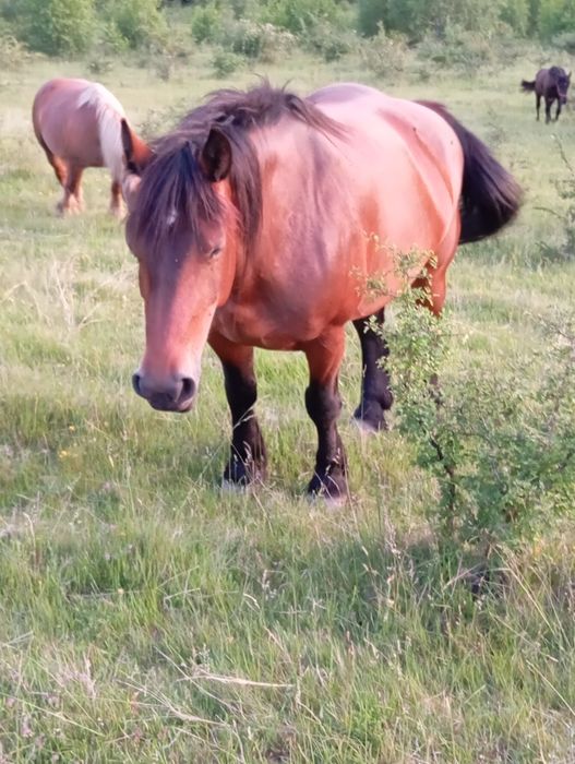 Mânz de un an jumătate . Armăsar