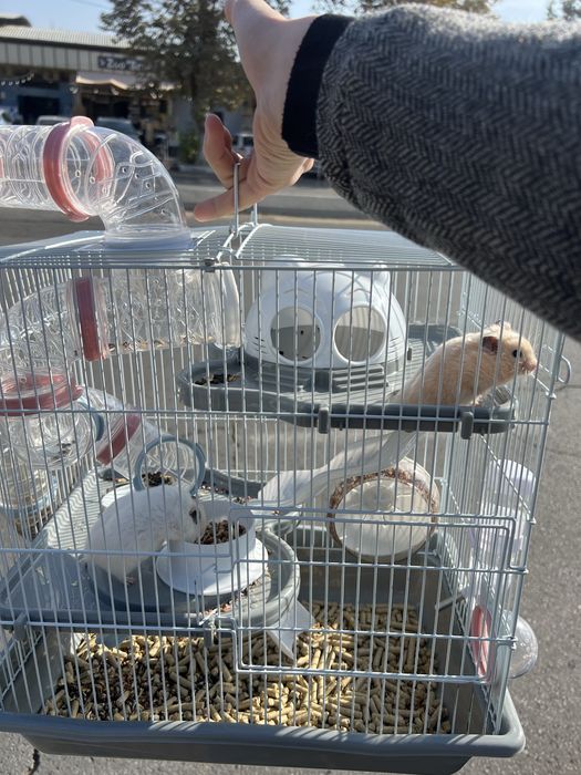 Грызуны хамяк белый 450000 келиштириб берилади