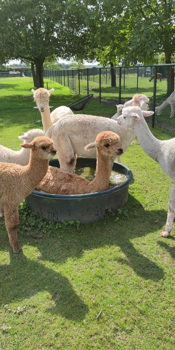 Alpaca disponibile tinere și mature