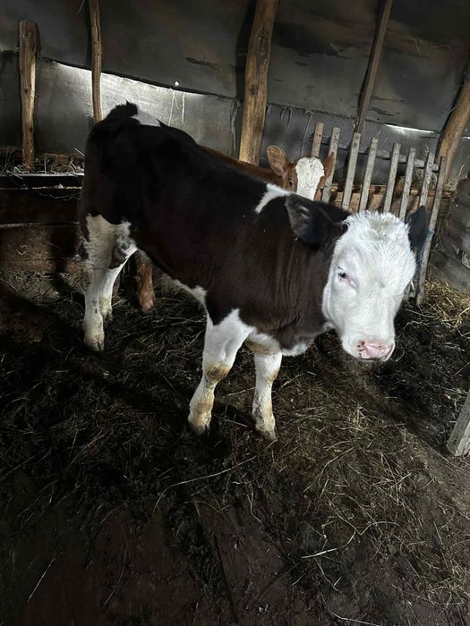 vand vitel albastru belgian