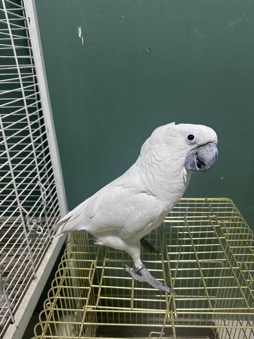 Бело хохлый какаду сотилади Идеал ручной пара иккаласи хам гапиради.