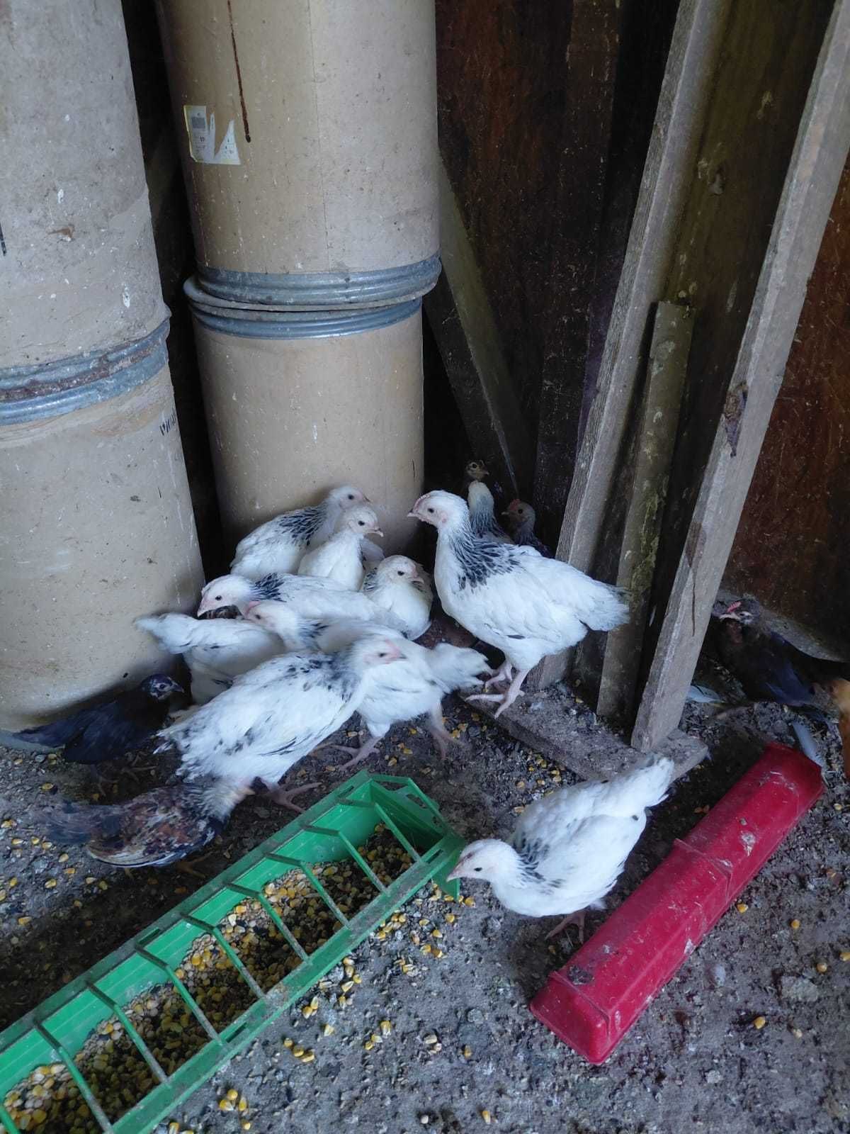 pui găina rasa susex