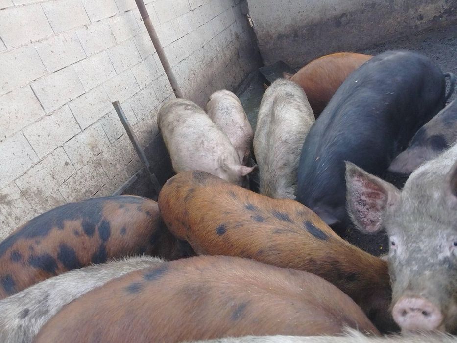 Продавам прасета