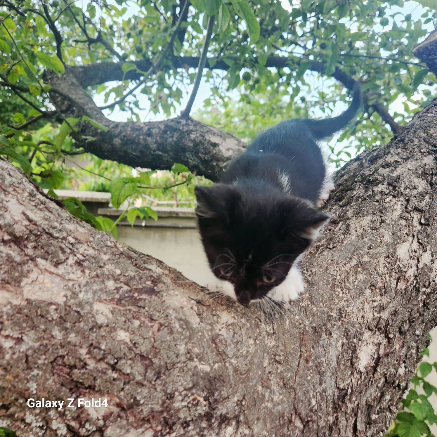 Подарявам сладки котенца
