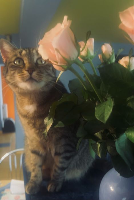 Pisicuta spre adoptie - Mia, 7 ani