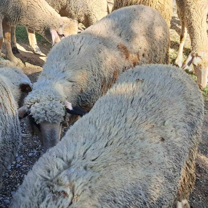 Овце,коч,женски шилета за разплод