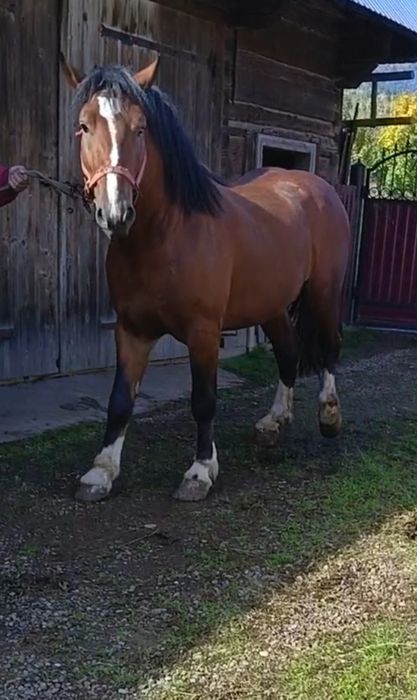 Cal de 3ani de vânzare