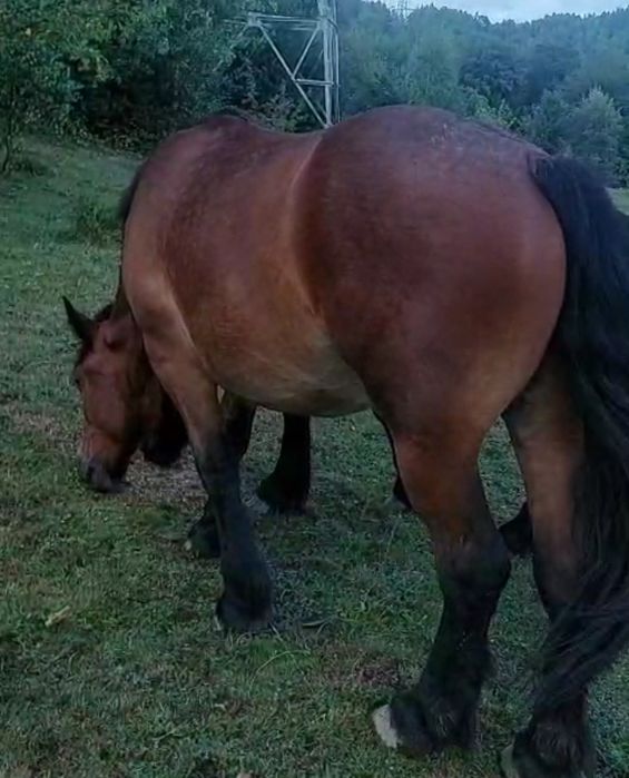 Manza 2 ani si o luna