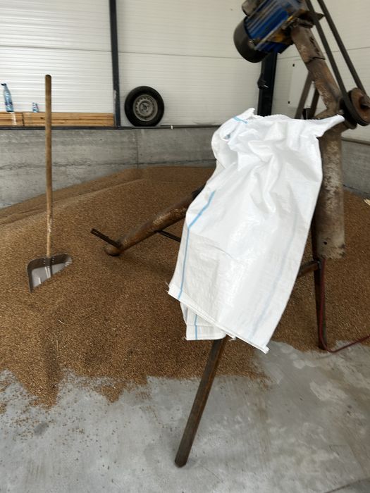 Grau in saci de 50 kg