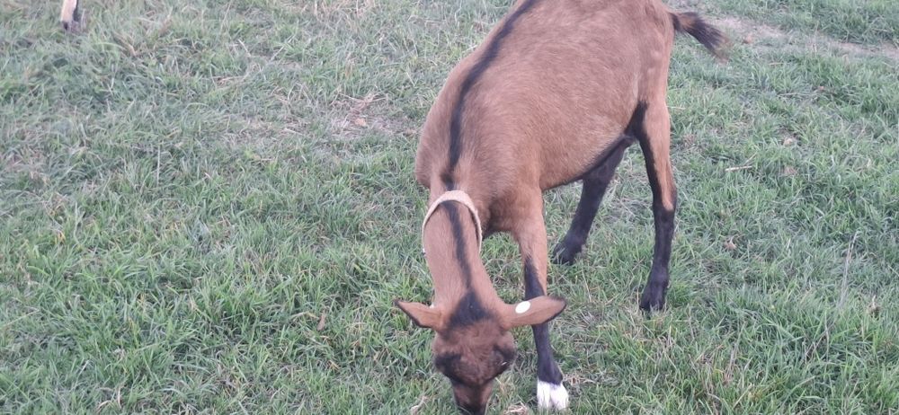 De vanzare capra alpina franceza