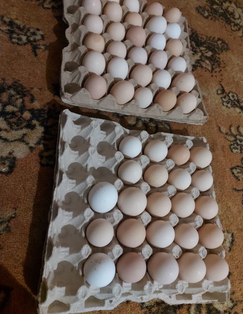 Колдын жумырткасы