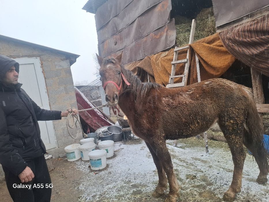 Коньяк полокровка