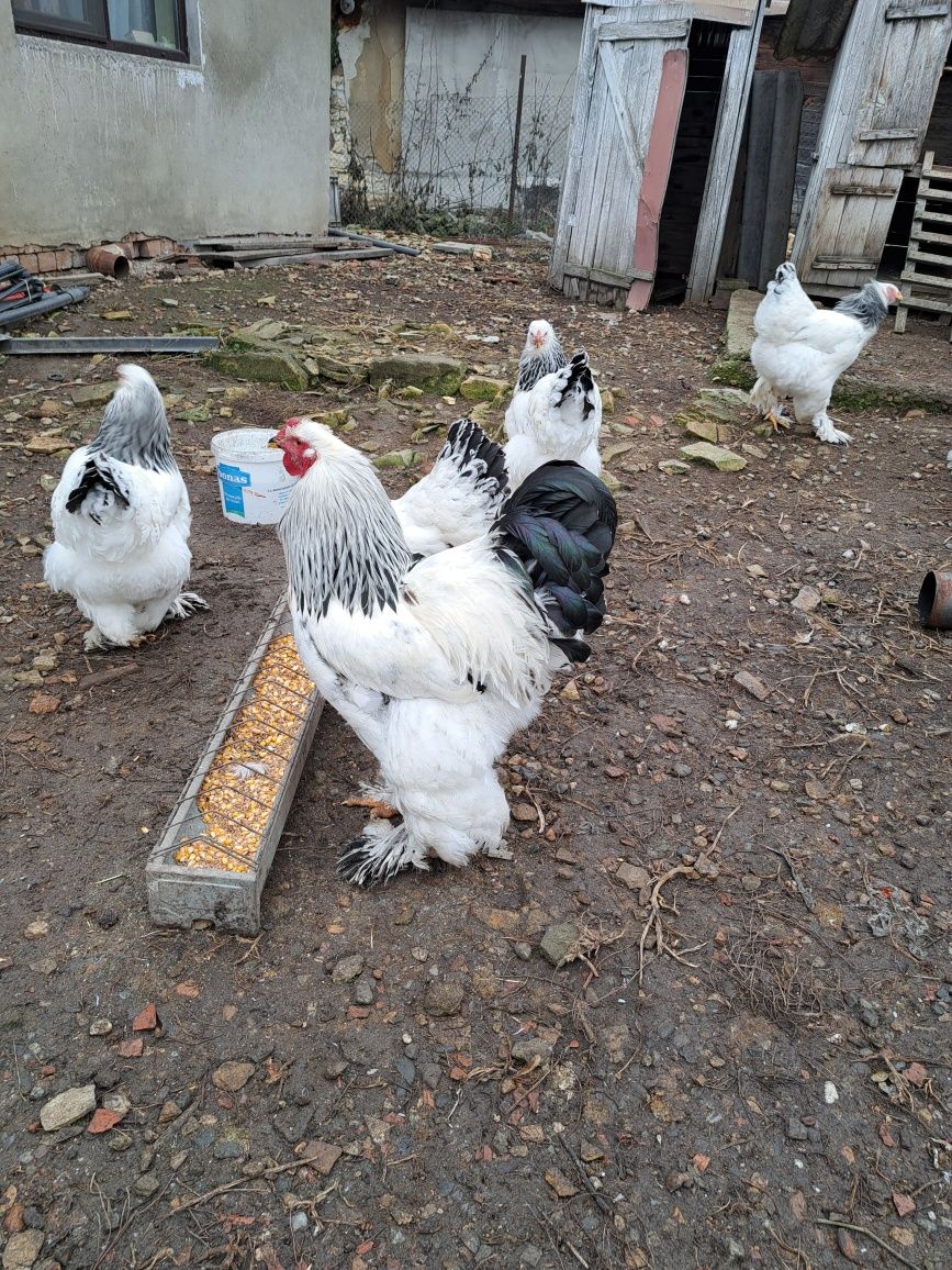 Vând ouă incubat brahma hd